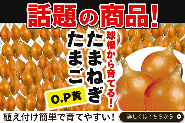 話題の商品！たまねぎたまご　O･Ｐ黄