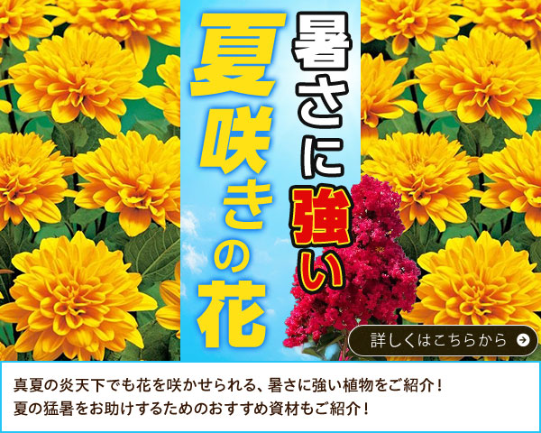 暑さに強い夏咲きの花木