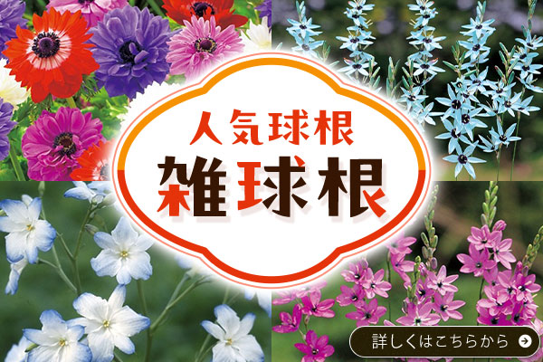 人気球根　雑球根