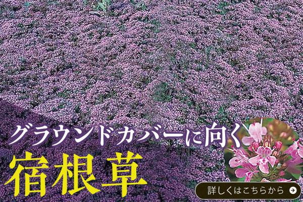 グラウンドカバーに向く宿根草