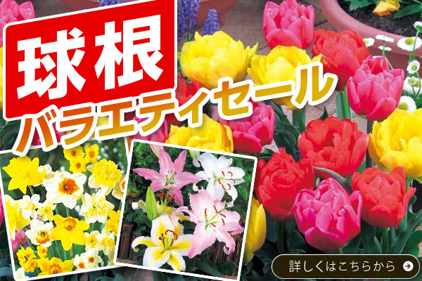 球根バラエティセール