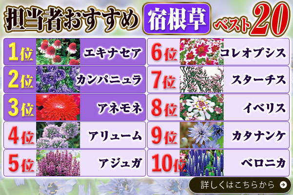 担当者おすすめベスト20【宿根草】