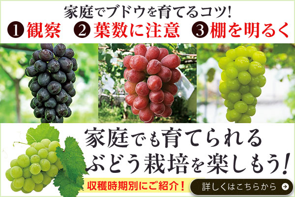 ぶどう特集