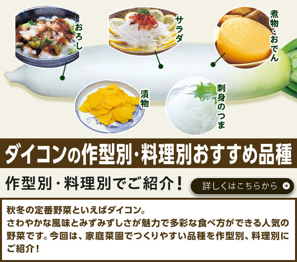 ダイコンの作型別・料理別おすすめ品種