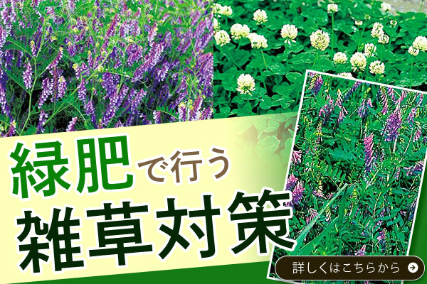 緑肥で行う雑草対策