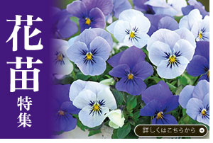 花苗特集