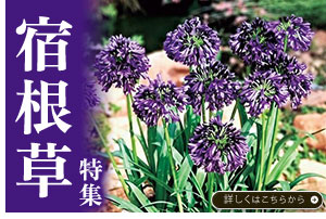 宿根草特集