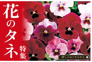 花のタネ特集