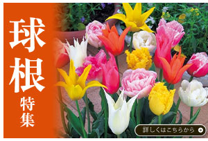 球根特殊