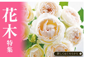花木特集