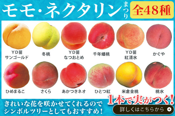 モモ・ネクタリンまつり