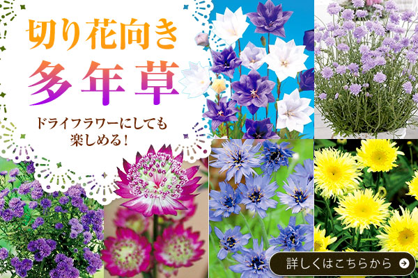 切り花向き多年草
