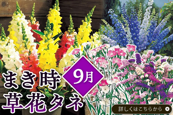 まき時9月【草花タネ】