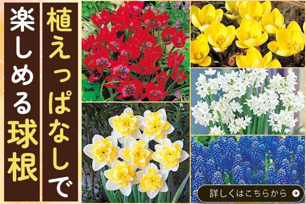 植えっぱなしで楽しめる球根