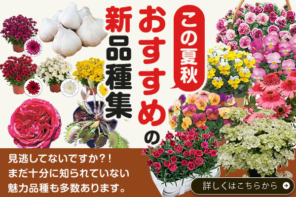 この夏秋おすすめの新品種集