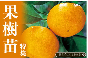 果樹苗特集