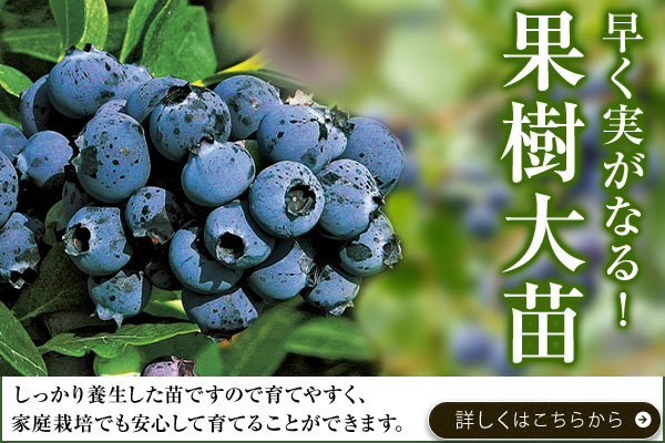 早くなります！果樹大苗