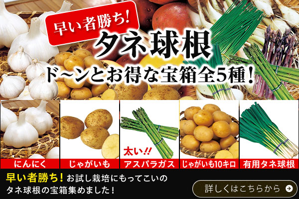 宝箱特集