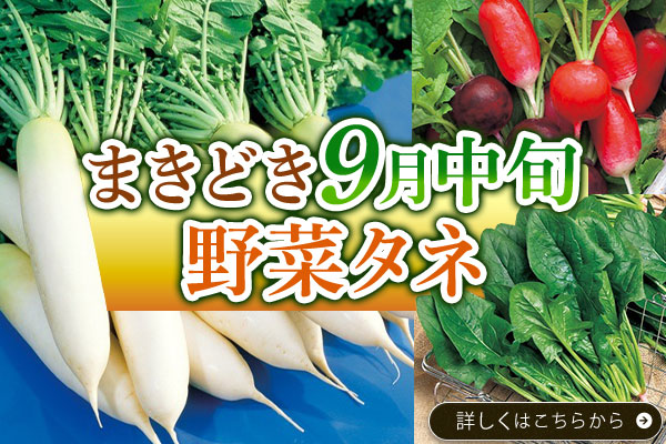 9月中旬まきどき【野菜タネ】