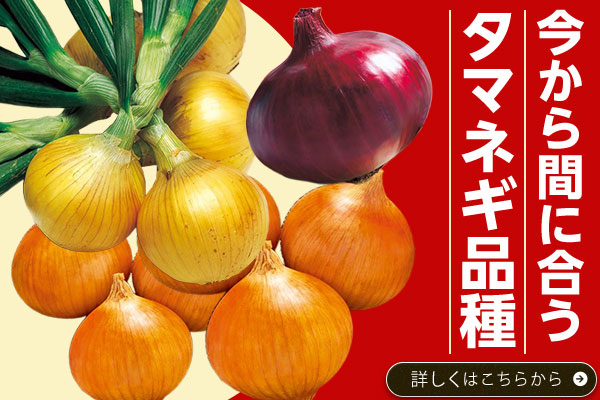 今から間に合うタマネギ品種