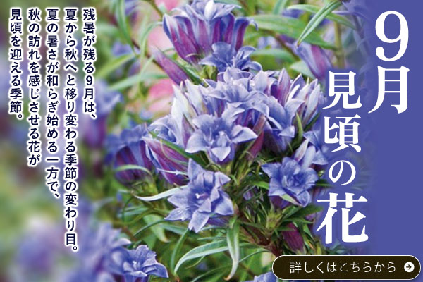 9月見頃の花