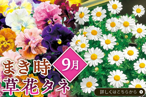 9月まきどき【草花タネ】
