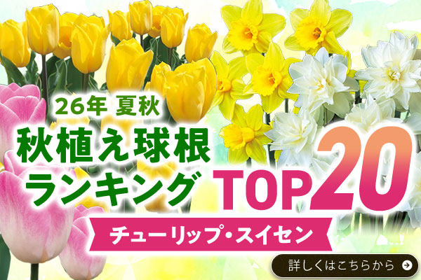 26年 夏秋秋植え球根ランキングTOP20チューリップ・スイセン