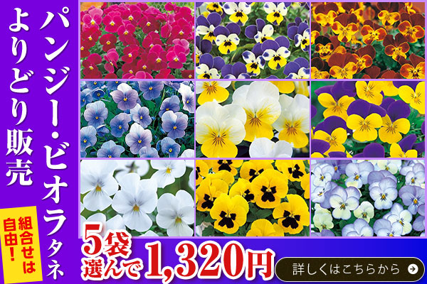 パンジー＆ビオラタネ　よりどり販売