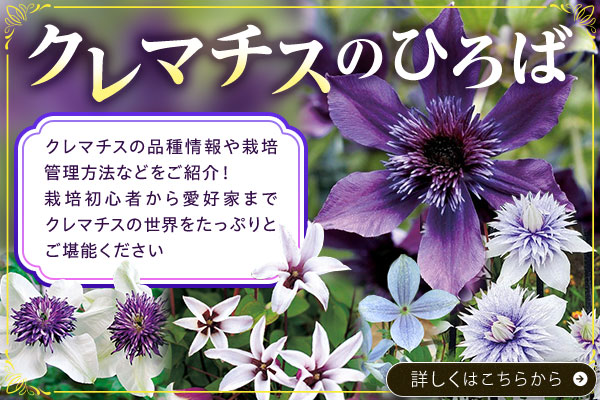 クレマチスのひろば