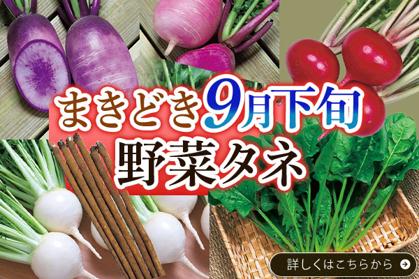 9月下旬まき時【野菜タネ】