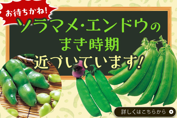 お待ちかね！ソラマメ･エンドウまき時期が近づいてます！