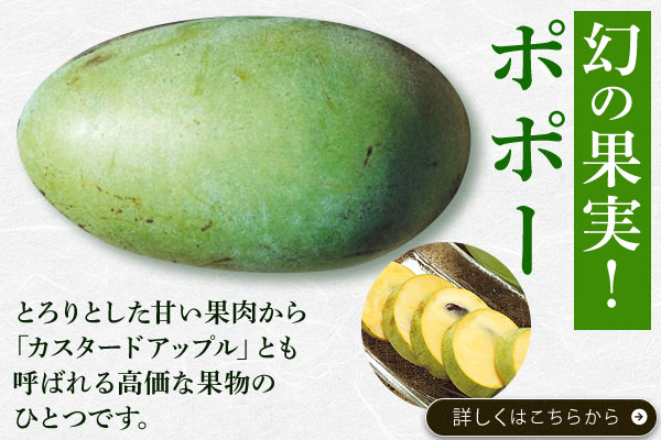 幻の果実！ポポー