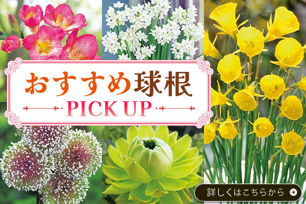 おすすめ球根PICKUP