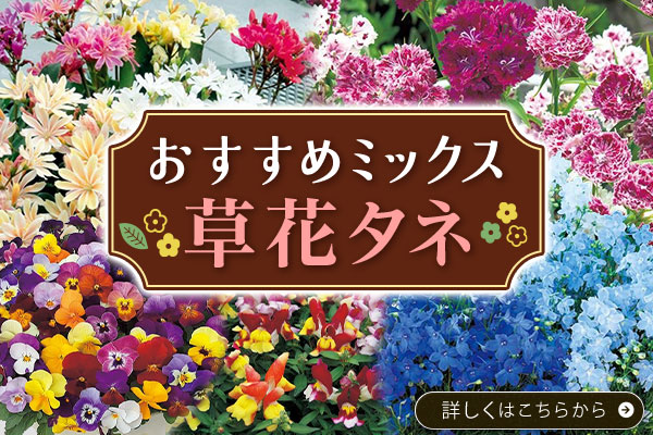 おすすめミックス【草花タネ】