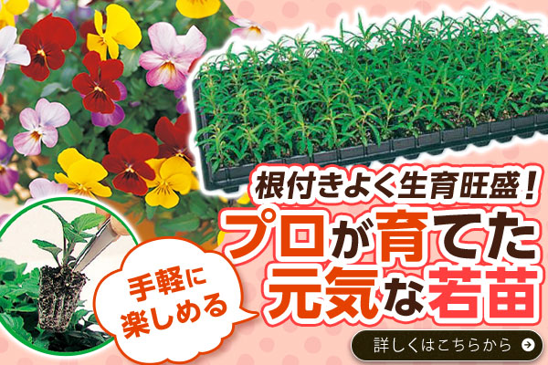 プロが育てた元気な若苗