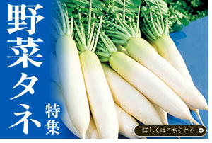 野菜タネ特集