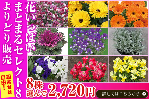 花いっぱいまとまる8