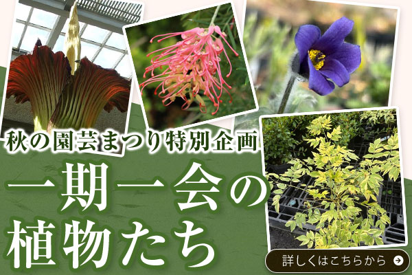 一期一会の植物たち