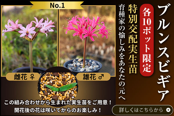 ブルンスビギア