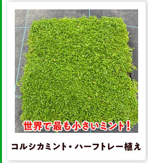 コルシカミント・ハーフトレー植え