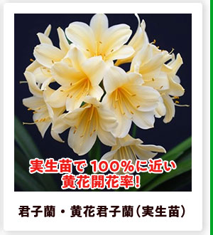 君子蘭・黄花君子蘭（実生苗）