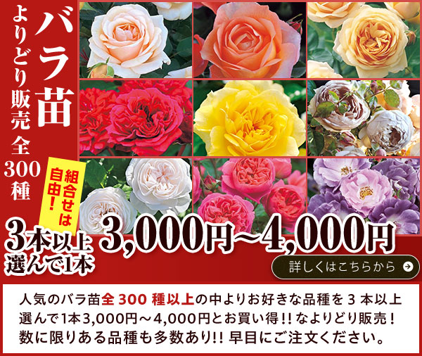 バラ苗よりどり販売