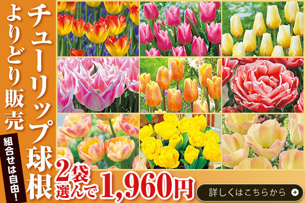 チューリップ球根よりどり販売