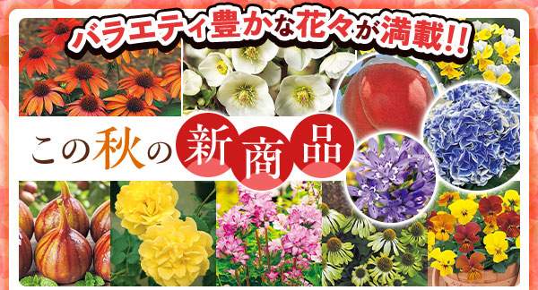 この秋の新商品