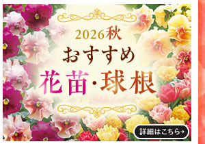 2026秋 おすすめ花苗・球根