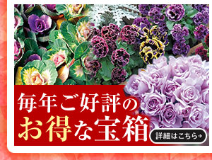 毎年ご好評のお得な宝箱