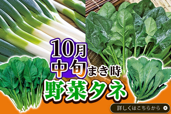 野菜タネまきどき