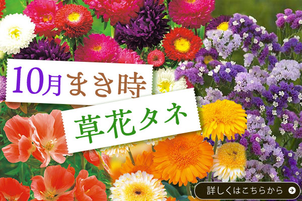 草花まきどき