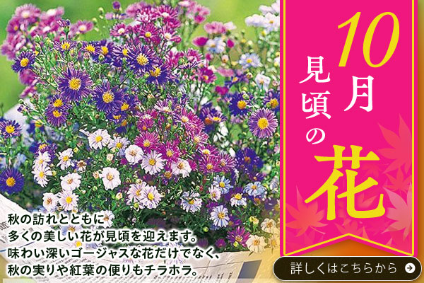 10月見頃の花