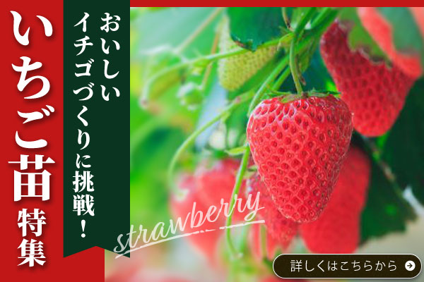 いちご特集